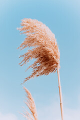 the fluffy top of the pampas grass against the sky. Pastel grass on a blue background