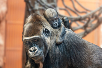 Baby gorilla on her mom's back. The Western lowland gorilla, one of the critically endangered species.