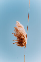 the fluffy top of the pampas grass against the sky. Pastel grass on a blue background
