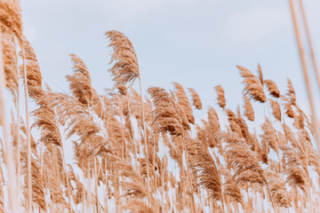 the fluffy top of the pampas grass against the sky. Pastel grass on a blue background