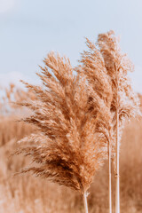 the fluffy top of the pampas grass against the sky. Pastel grass on a blue background