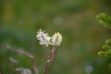 Weidenkätzchen