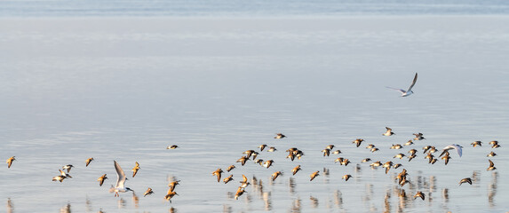 Seabirds flying over the sea with reflection in water