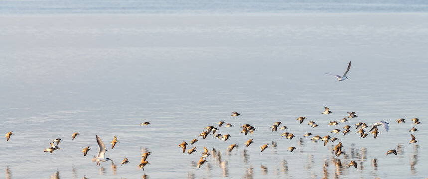 Seabirds flying over the sea with reflection in water