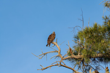 Osprey perched on a branch