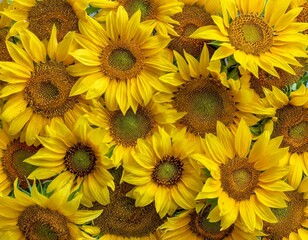 Fototapeta premium many small sunflowers full screen close-up texture