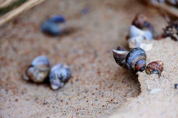 seashells on the shore