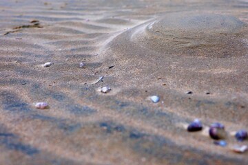 seashells on the shore
