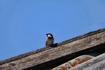 bird on a roof