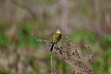 Yellow Wagtail