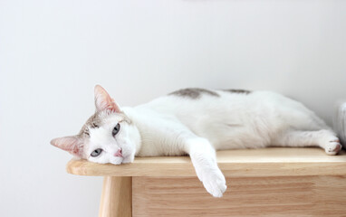 The cat lay on the wooden bench in white wall home