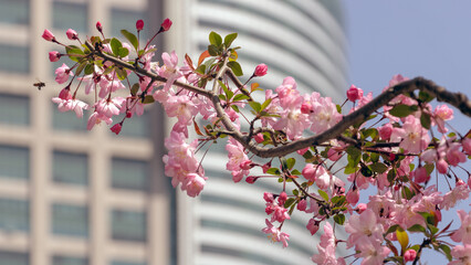 Blooming pink crabapple flowers, photographed in Shanghai, China