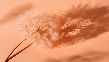 aesthetic minimalist creative natural backdrop in trendy color 2024 year peach fuzz concept fuzzy dandelion flower on peach paper texture background with natural sun light shadows copy space