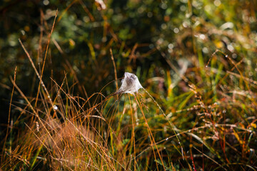 spider sticky web with dead insect on a blurred autumn natural outdoor background space, wild life scene