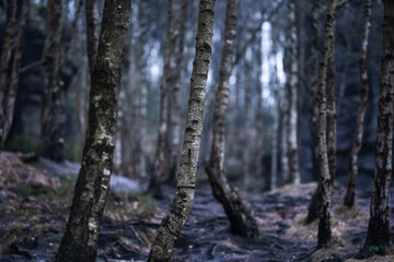 Gloomy and totally moody path lost in the foggy rocks with the best dark and mystic atmosphere in the north of Bohemia.