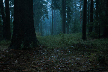 Gloomy and dark forest with beautifully trees during a foggy morning haze with the best mystic...