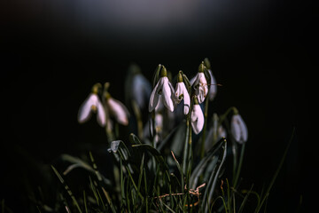 Beautifully colored snowdrop flower in full bloom on spring in Prague, Czech Republic, Europe....