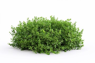 Obraz premium green grass isolated on white