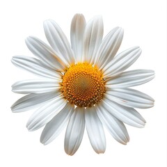 Daisy flower , isolated on white background , high quality, high resolution