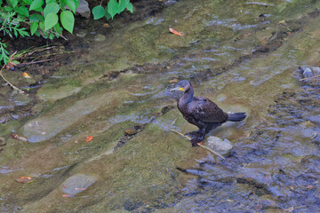エサを探すカワウ