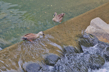 Fototapeta premium 滝に落ちそうで落ちないカモ