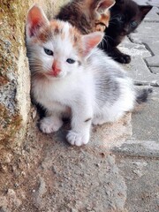 White three-colored homeless kitten on street. Little spotted stray kitten lying outdoor. White...