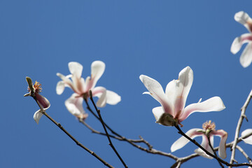 white magnolia blossom in spring