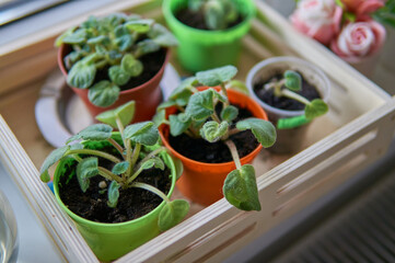 Violets in pots on the window, seedlings. Small plants of violets, without flowers in a wooden box    