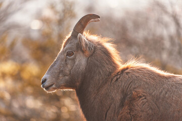 Obraz premium Portrait of West Caucasian tur (Capra caucasica) in beautiful winter morning light. Soft backlit animal photo of a mountain goat-antelope native to Caucasus Mountains in Russia and Georgia. Endangered