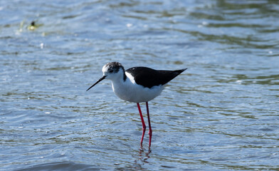A Black-winged Stilts elegantly navigate the shallow waters, its slender legs probing the water...