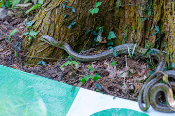 私のカバンの下でとぐろを巻いていた。大きく美しいアオダイショウ（ナミヘビ科）。
日本国東京都八王子市、八王子城跡にて。
2024年5月撮影。
It was sprawled out under my bag.
A large and beautiful Japanese rat snake (Elaphe climacophora).
