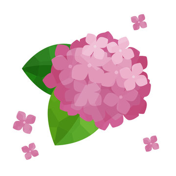 ピンクのあじさいイラスト