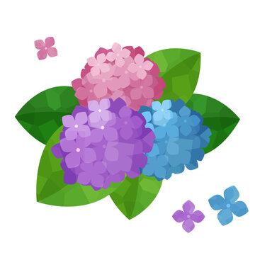 3色のあじさいイラスト
