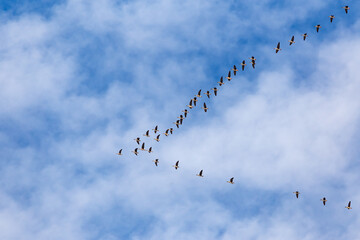 A flock of ducks against the sky