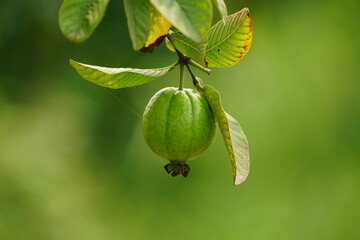 Close-up of guava fruit on tree