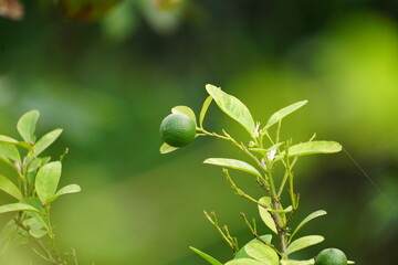 lemon on the tree