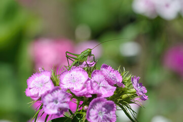 Close up of a speckled bush-cricket Leptophyes punctatissima