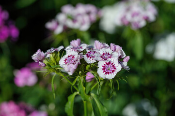 Close up view of Summer flowering Sweet William, Dianthus barbatus