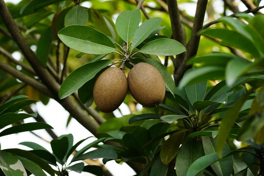 Manilkara zapota fruit on the tree