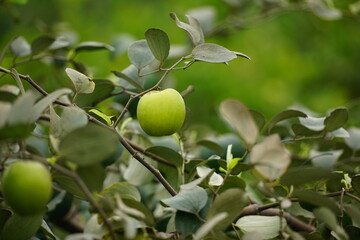 green apples on tree