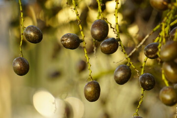Close-up of palm fruit in afternoon sunlight