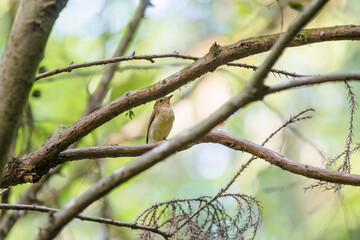 新緑の林で美しくさえずる可愛いキビタキ（ヒタキ科）。
日本国東京都八王子市、八王子城跡にて。
2024年5月撮影。
A lovely Narcissus Flycatcher, (Ficedula narcissina, family Cyanopterygidae) singing beautifully in in the fresh greenery woods.
