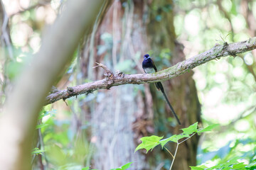 新緑の林の奥で美しくさえずる、長い尻尾の美しいサンコウチョウ（カササギヒタキ科）。
日本国東京都八王子市、八王子城跡にて。
2024年5月撮影。
A beautiful Japanese Paradise Flycatcher (Terpsiphone atrocaudata) with a long tail chirps beautifully in the depths of a fresh
