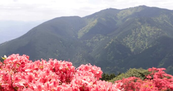 ツツジ,ヤマツツジ,葛城山,花,赤,ピンク,植物,金剛山,山,自然,風景,野原,空,雲