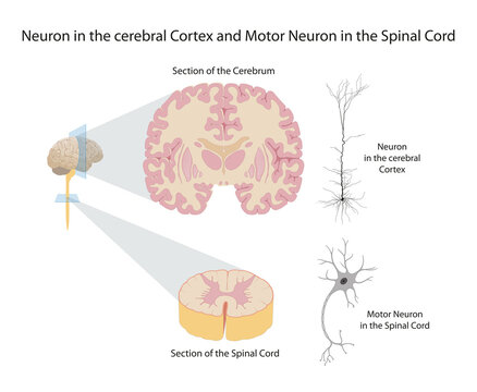 Neuron in the cerebral Cortex and Motor Neuron in the Spinal Cord