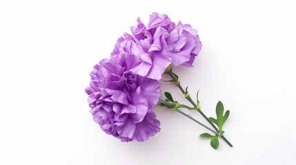 Fototapeta premium Beautiful carnation rose flower limonium branch lilac purple violet isolated on white background Holiday present Bride bouquet Creative layout Top view flat lay Design element : Generative AI