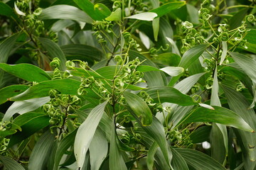 Close-up of the fruit of the Acacia tree