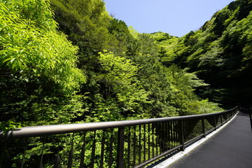 Fototapeta premium 新緑の森を行く みたらい渓谷みたらい橋