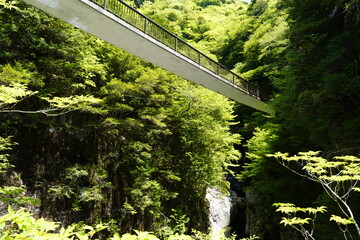 新緑の森を行く　みたらい渓谷みたらい橋