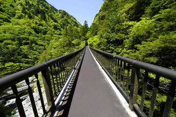 Fototapeta na wymiar 新緑の森を行く　みたらい渓谷みたらい橋